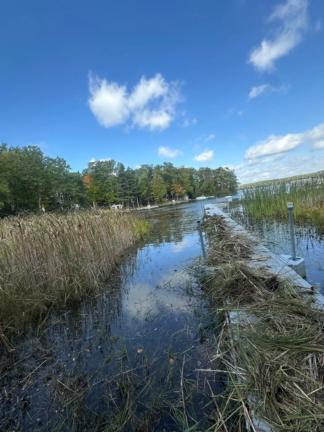 Aquatic weeds piled alongside a dock during channel clearing