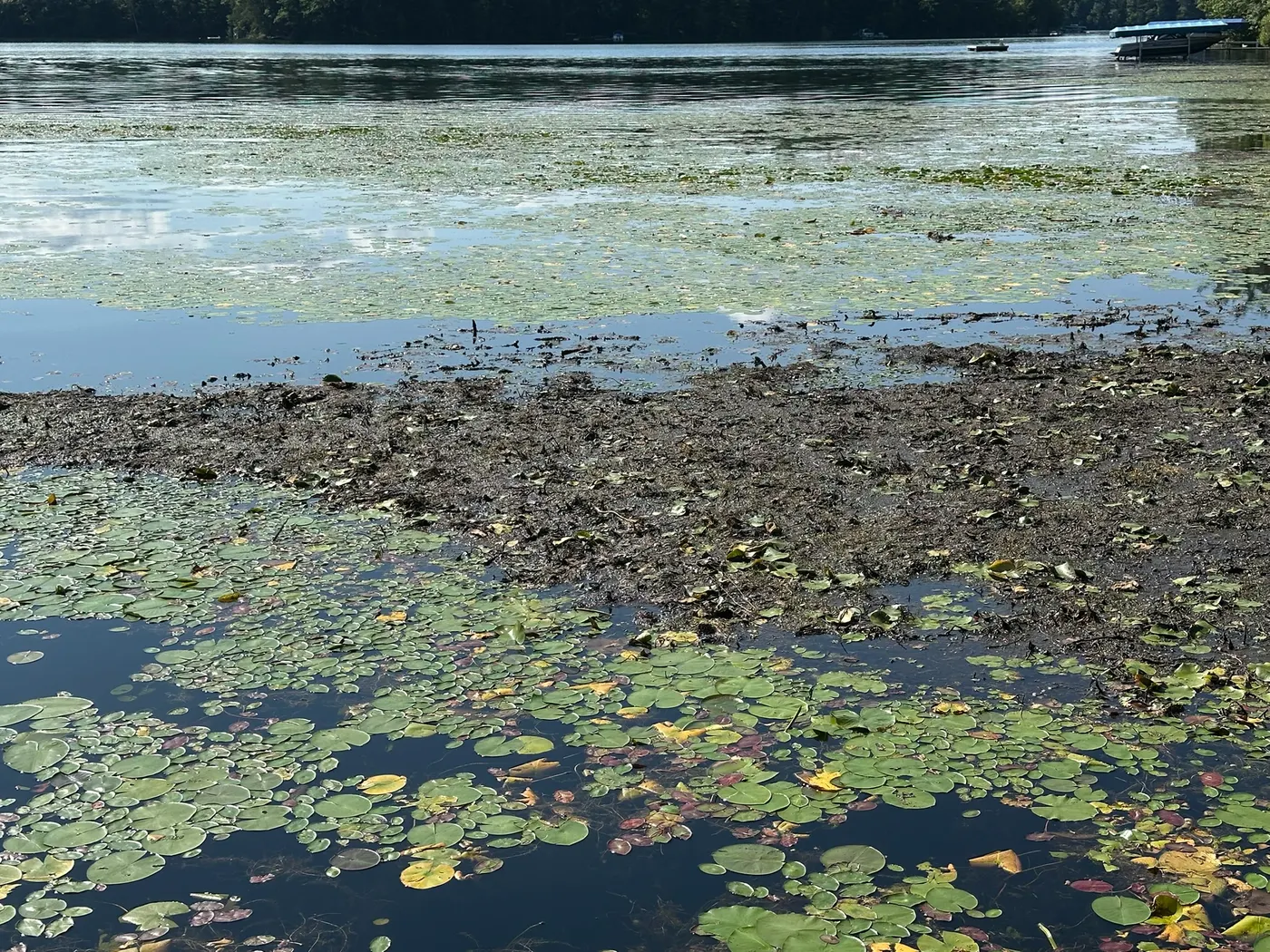 Thick lily pad and aquatic plant growth at a shoreline